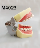 Periodontal Model - each