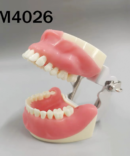 Training Model for Oral Surgery