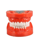 Standard Model with 32 Screw-in Teeth